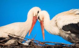 Yaren leylek, eşi Nazlı ile de buluştu