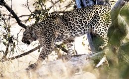 Kaçak avcılar yırtıcıları zehirliyor