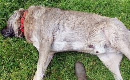 Çiftlikteki 3 çoban köpeği satışı yasak zehirle öldürüldü