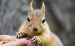 Emirgan Korusu’nda sincap dostluğu: 8 yıldır aynı sevgi