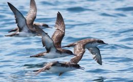 Yelkovan kuşlarındaki sırlar çözülecek