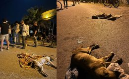 İzmir’de 6 köpek zehirlenerek öldürüldü