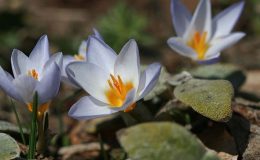 Türkiye 3 bin 703 endemik türe ev sahipliği yapıyor