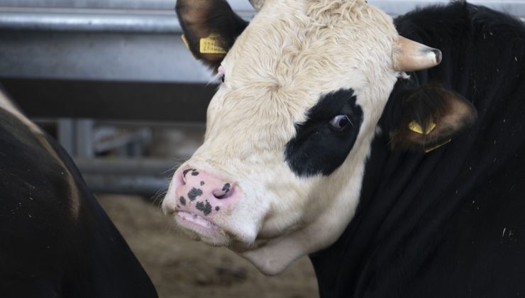 Kurban kesim vakti ne zaman biter? Kurban ne zaman kesilmeli?